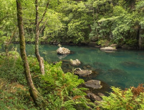 Parque Natural de las Fragas del Eume: un tesoro único en la Galicia más profunda
