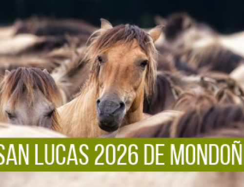 As San Lucas 2026 de Mondoñedo